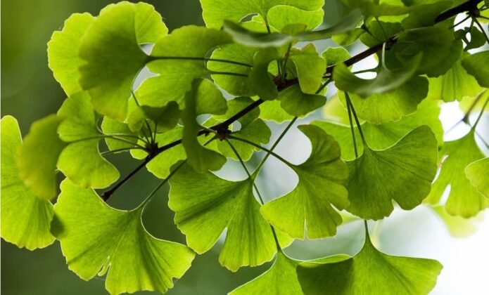 Ginkgo biloba