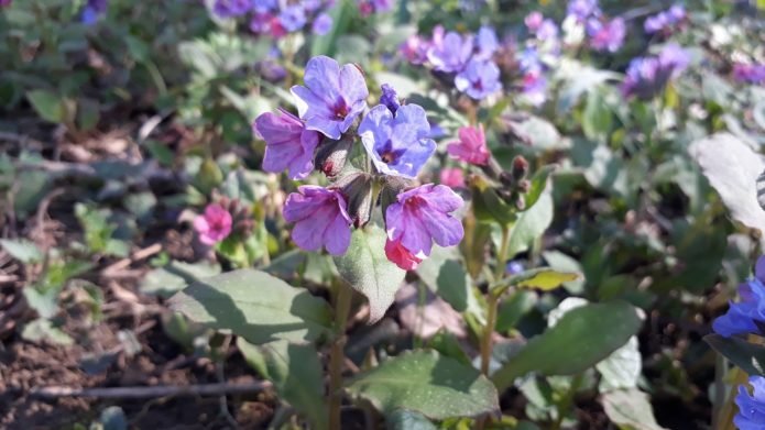 Plamanarica