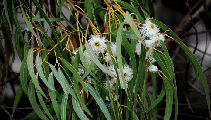 Eucalipt (Eucaliptus globus)