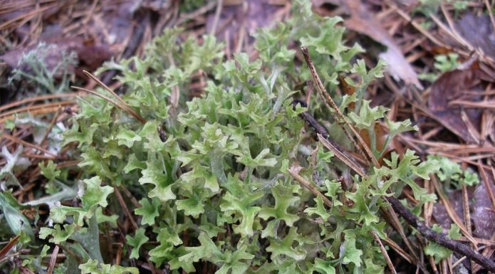 Lichenul de piatra