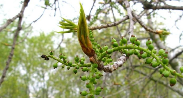 Plopul negru
