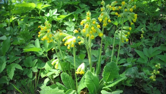 Ciubotica cucului