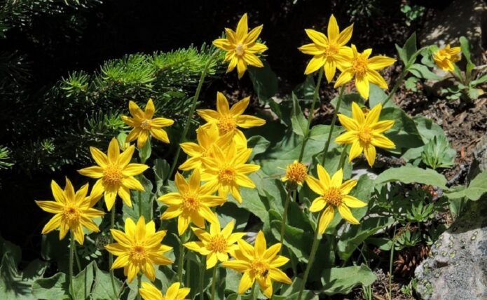 Arnica