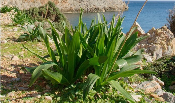 ceapa de mare