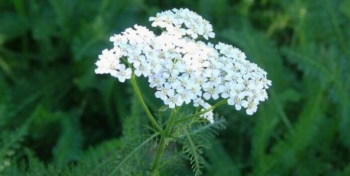 coada soricelului