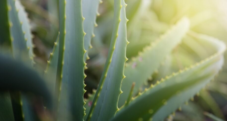 aloe vera