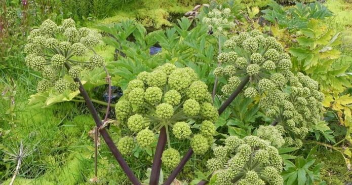 angelica