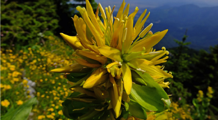 gentiana galbena