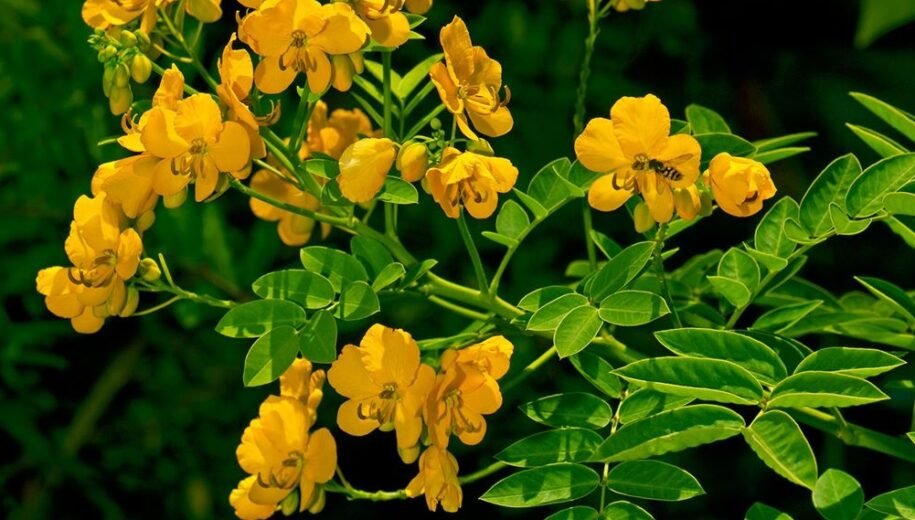 senna-cassia-angustifolia