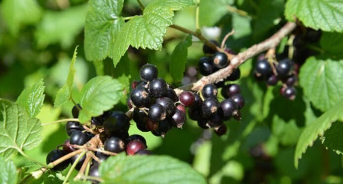 coacaz negru