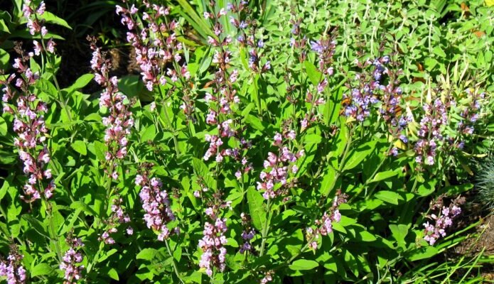 salvia