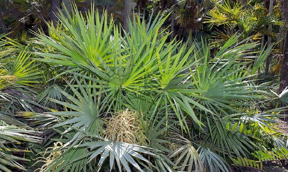 palmierul pitic si prostata