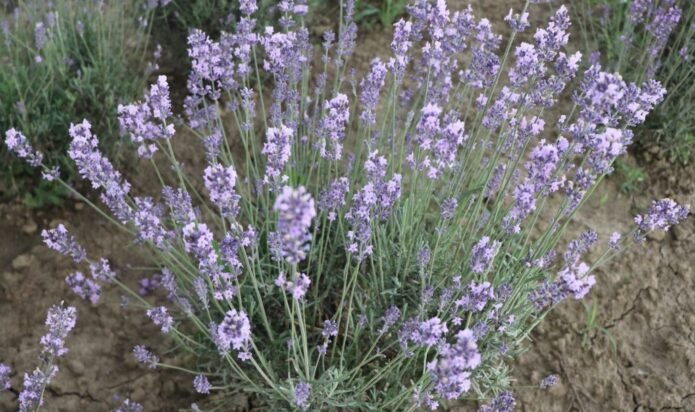 Lavanda