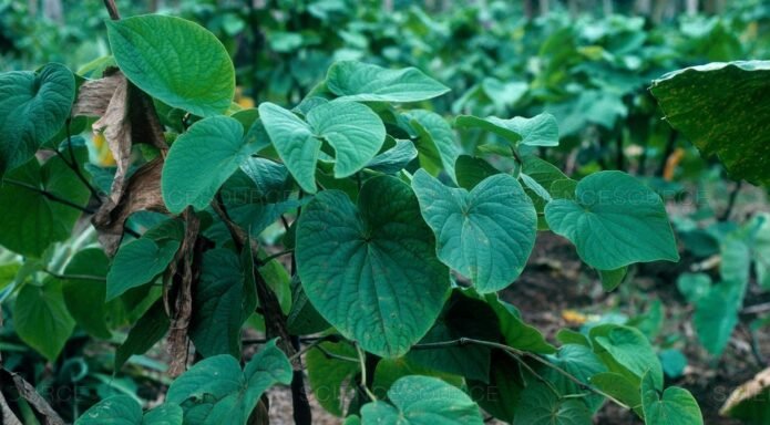 kava kava
