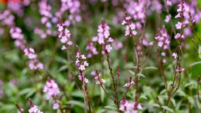 verbina