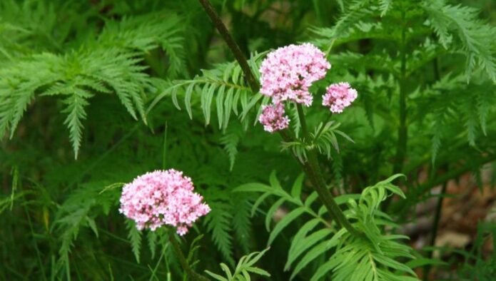 valeriana