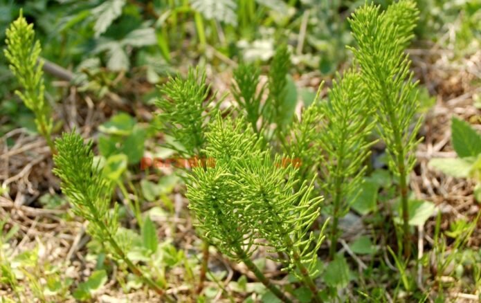coada calului