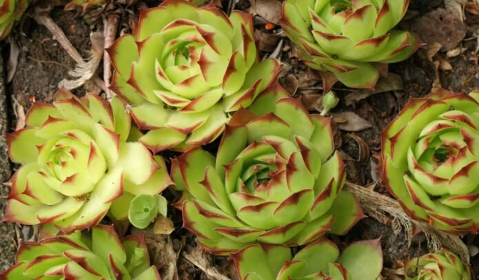 Urechelnita