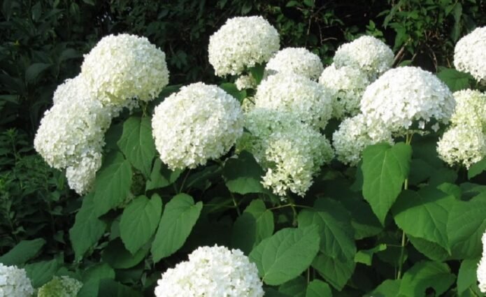 Hydrangea