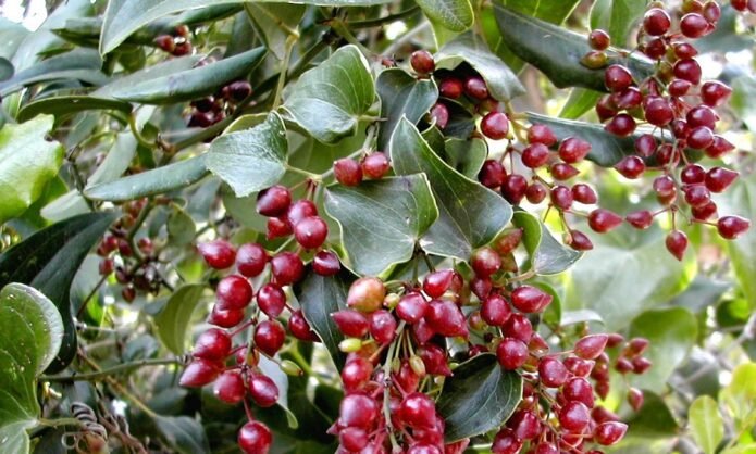 Sarsaparila