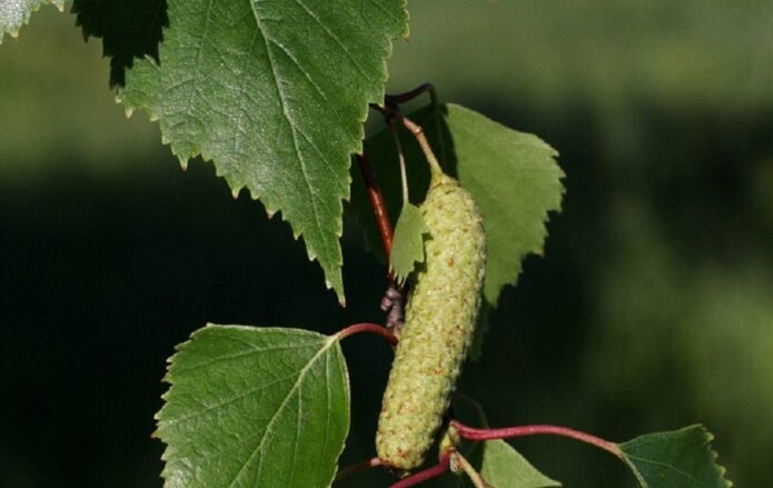 Mesteacanul