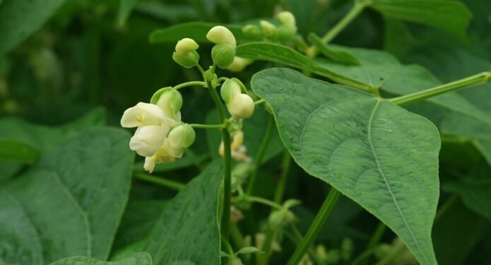 fasolea