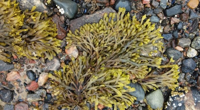 Fucusul